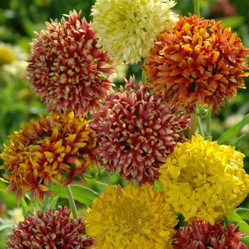 Gaillardia Kings Double Mix by Kings Seeds