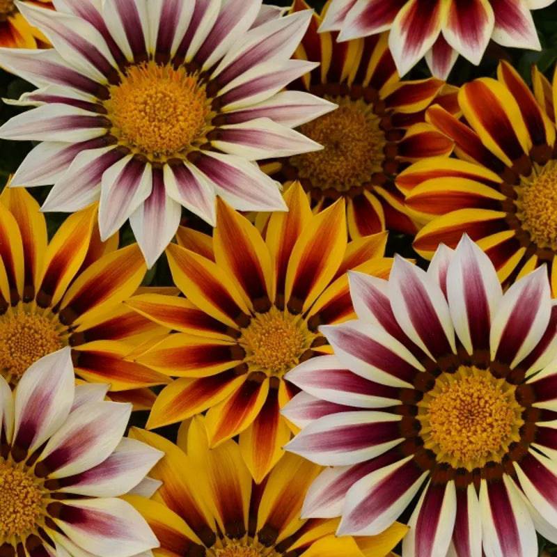 Gazania New Day Tiger Stripes by Kings Seeds