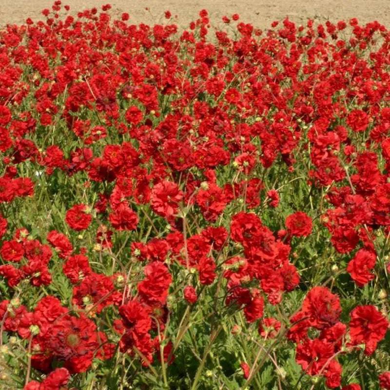 Geum Flora Plena Blazing Sunset