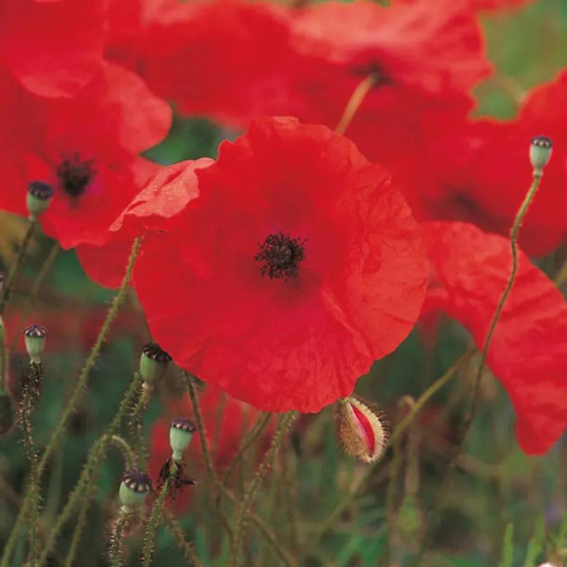 King Seeds Field Poppy