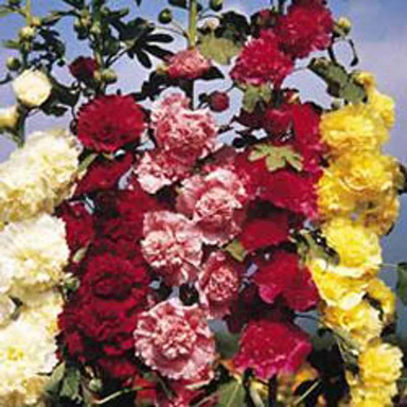 King Seeds Hollyhock Double Mixed