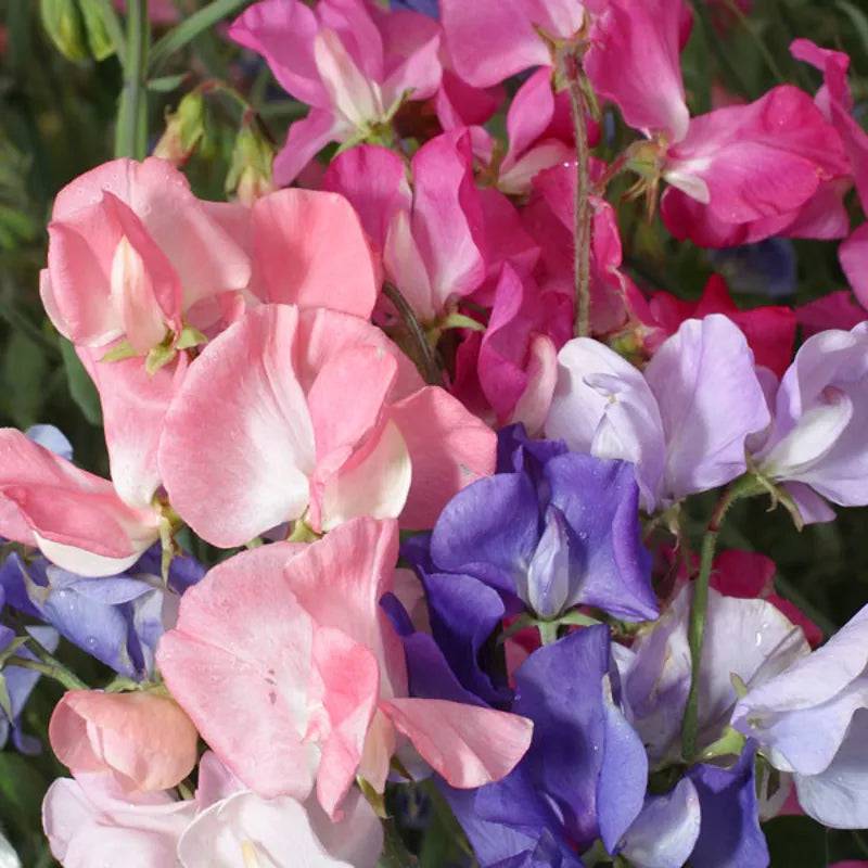 King Seeds Sweet Pea Mammoth