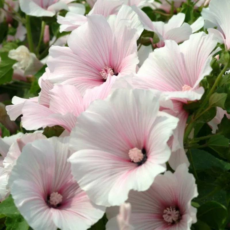 Lavatera Dwarf Pink Blush