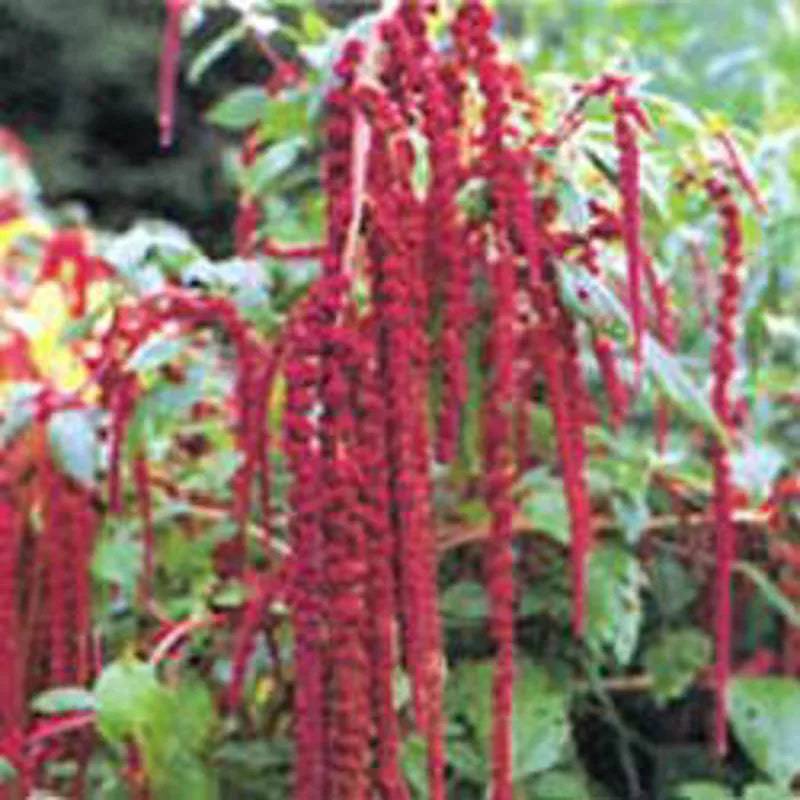 Love Lies Bleeding by Kings Seeds