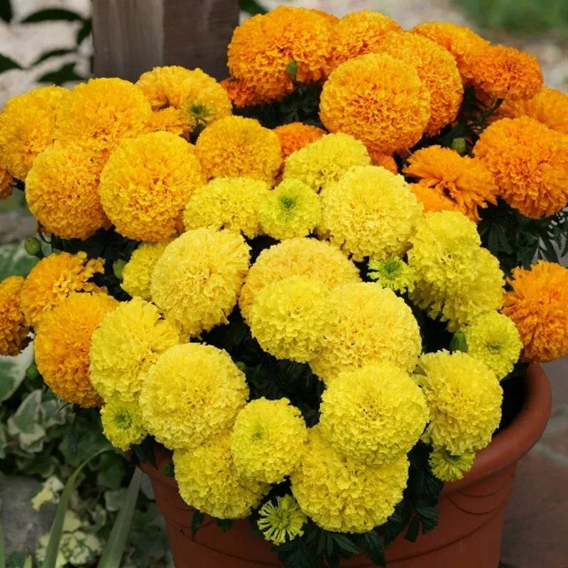 Marigold African Dune Mix by Kings Seeds