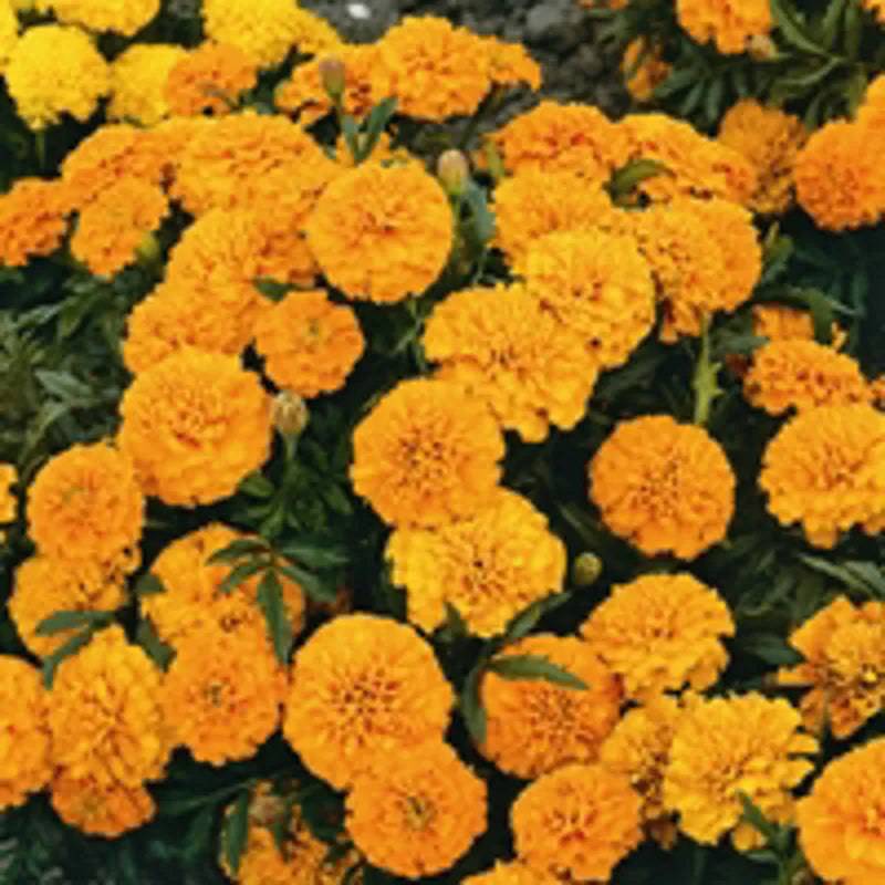 Marigold French Boy O Boy Mixed