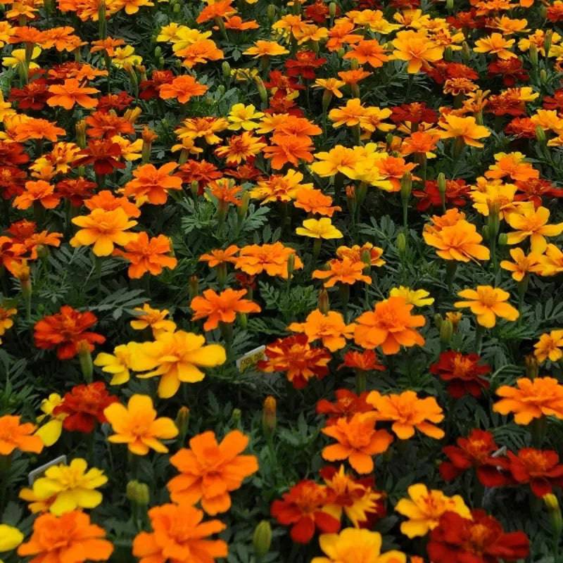 Marigold French Durango Mix by Kings Seeds