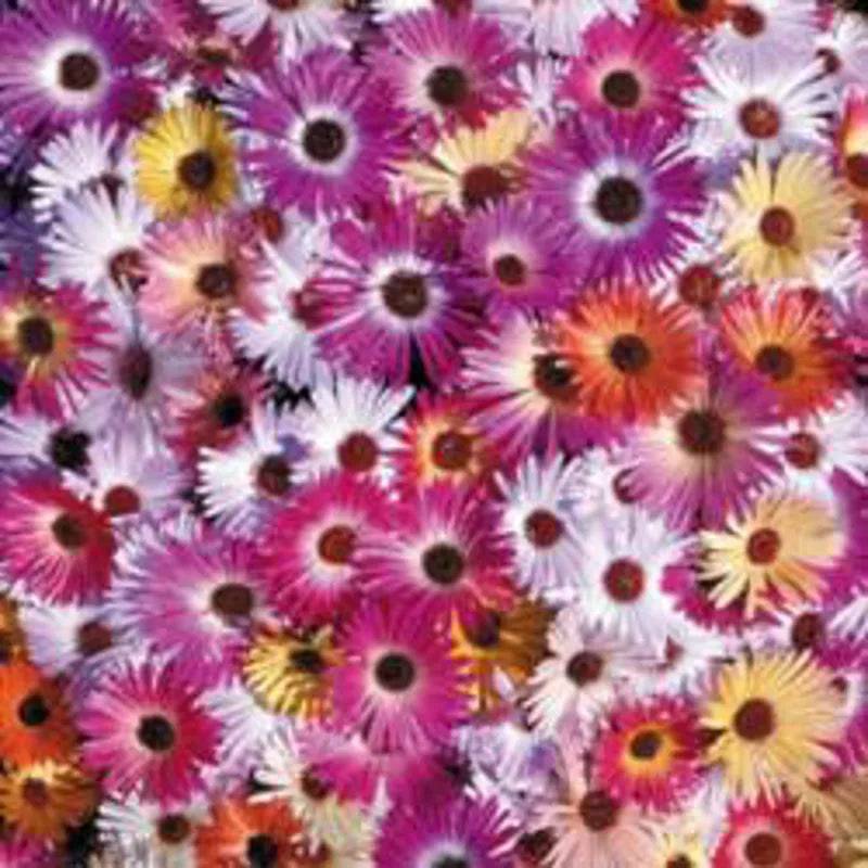 Mesembryanthemum Sunshine Mix by Kings Seeds