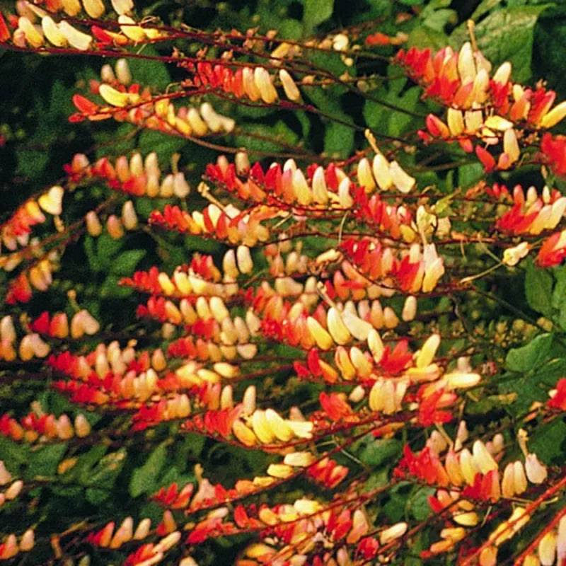Mina Lobata Exotic Love by Kings Seeds