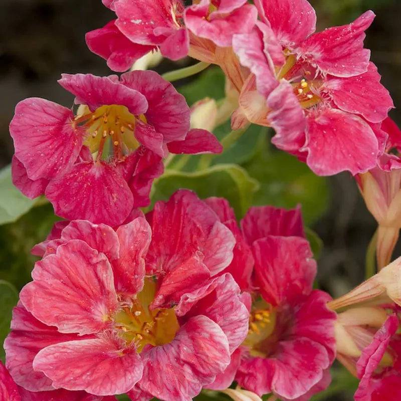 Nasturtium Cherry Rose Jewel