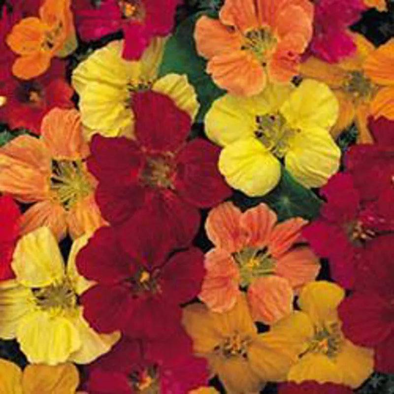 Nasturtium Tom Thumb Mixed Seeds