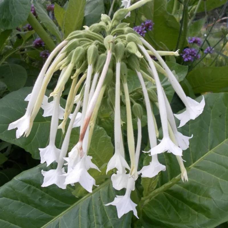 Nicotiana White Trumpets by Kings Seeds