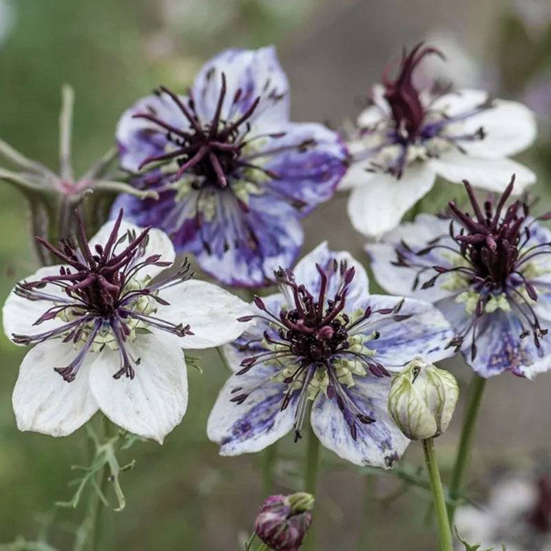 Nigella Delft Blue by Kings Seeds