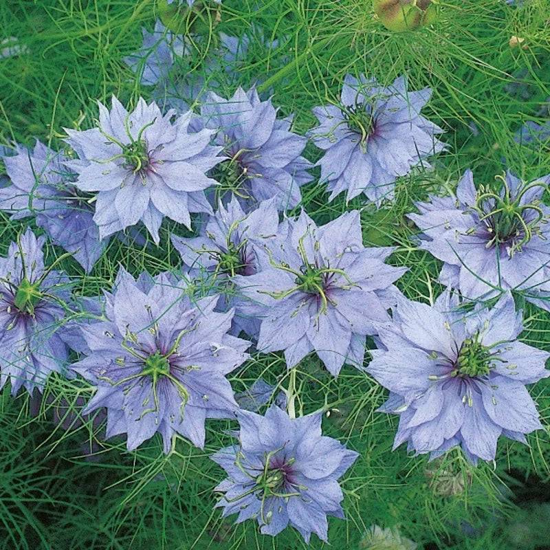 Nigella Miss Jekyll by Kings Seeds