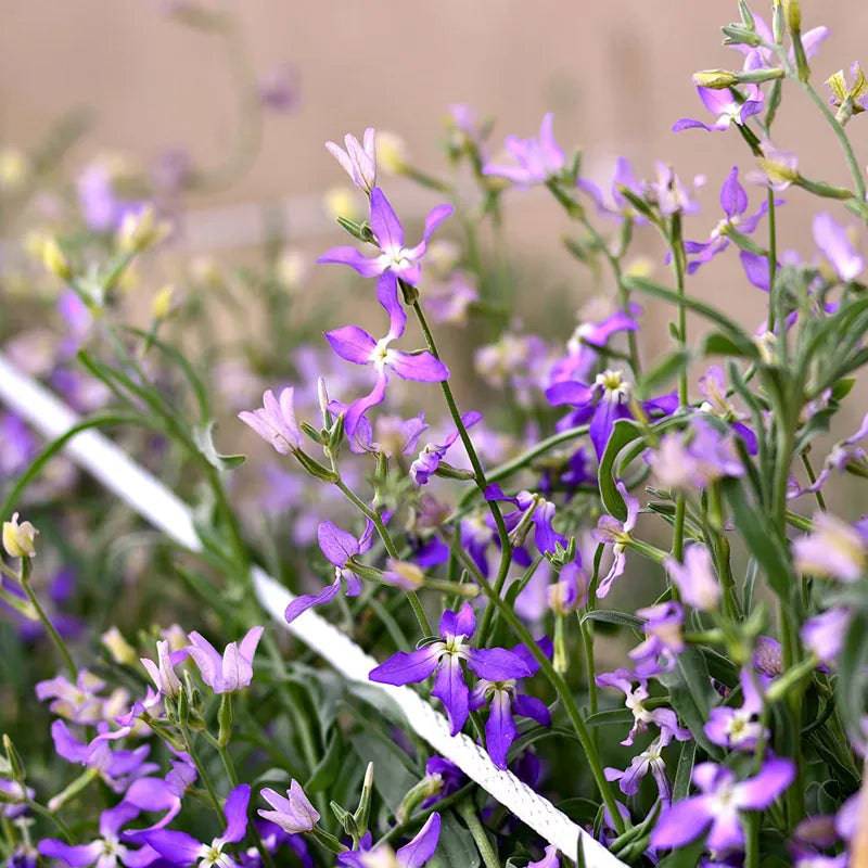Night Scented Stock