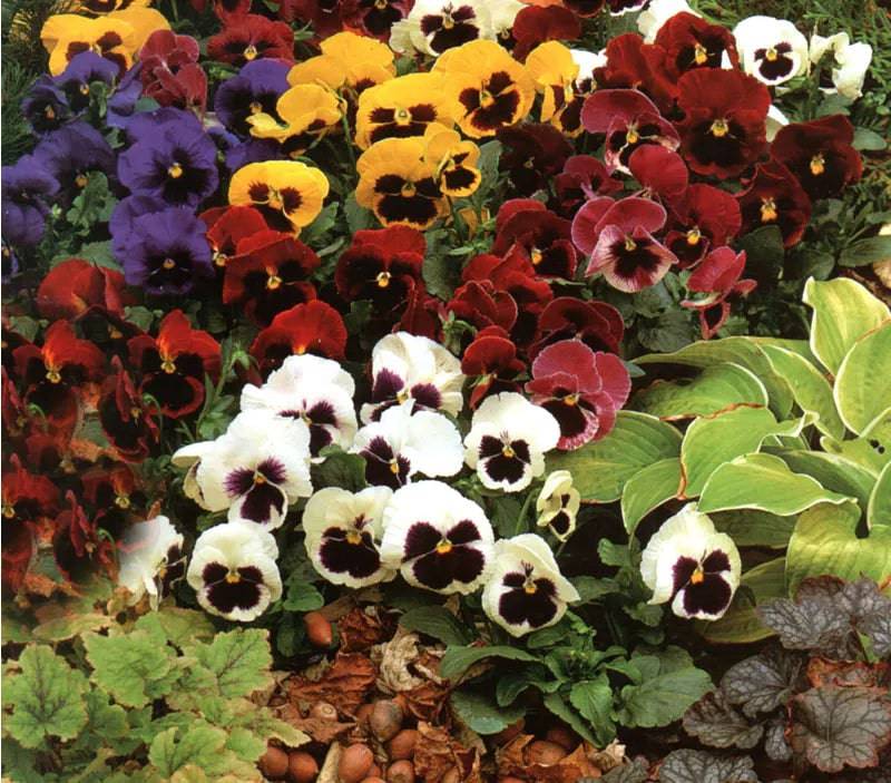 PANSY WINTER FLOWERING MIXED