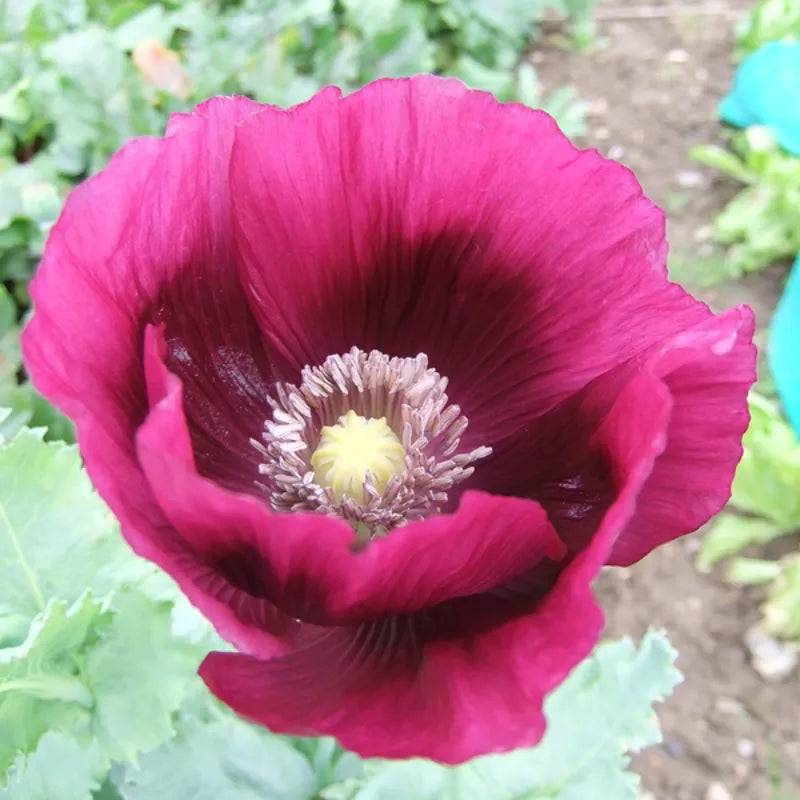 Papaver Somniferum Laurens Grape by Kings Seeds