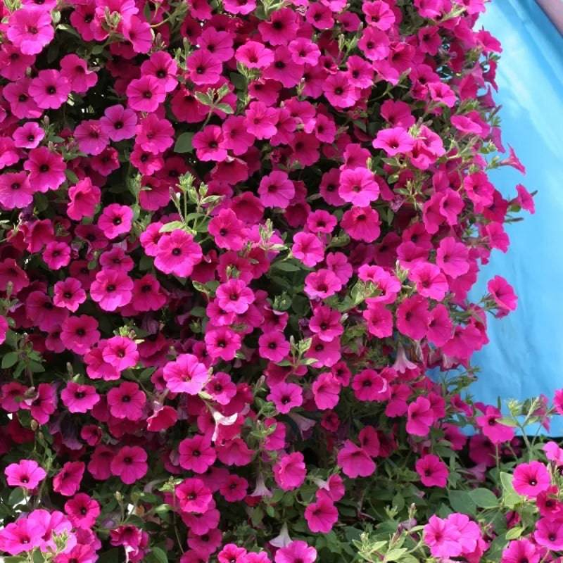 Petunia hybrida Purple Velvet F1 by Kings Seeds