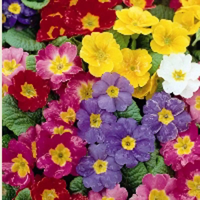 Polyanthus Pacific Giants F1 by Kings Seeds