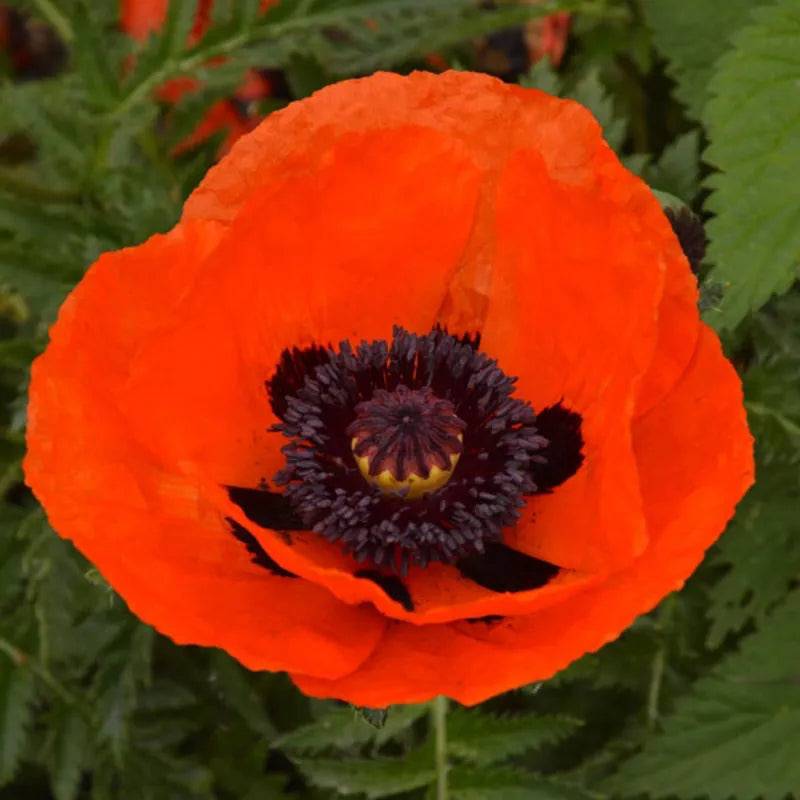 Poppy Brilliant Scarlet by Kings Seeds