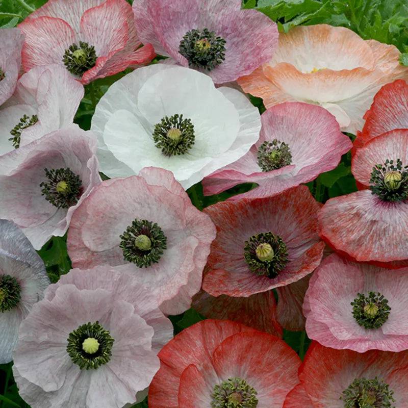 Poppy Mother Of Pearl