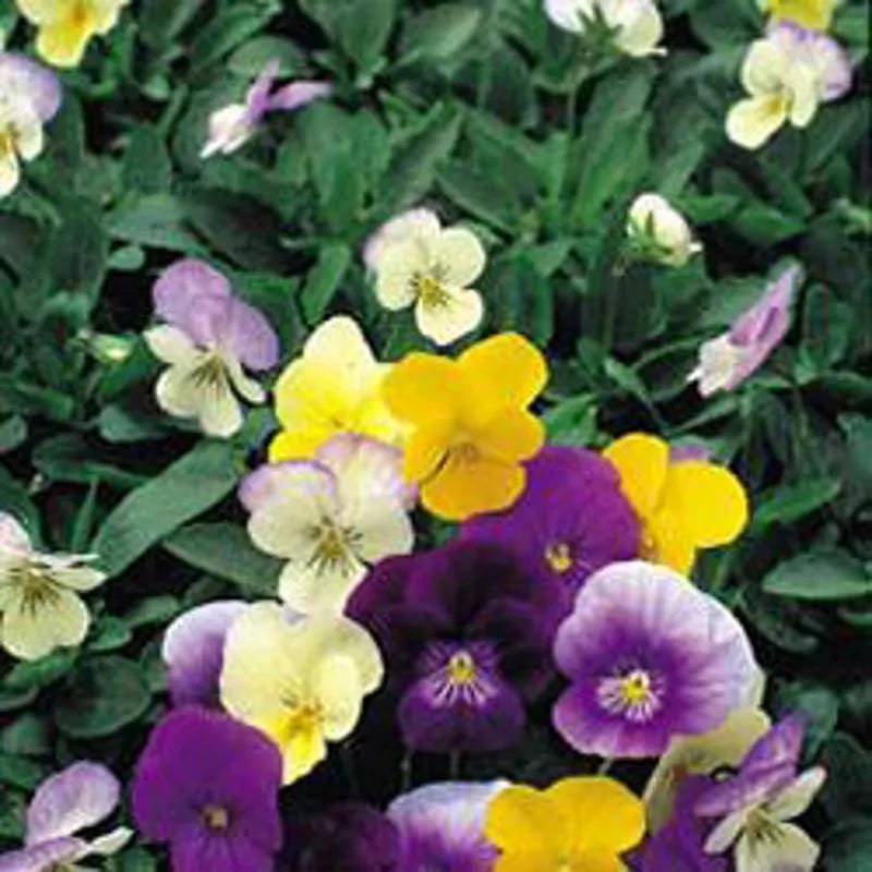 Viola Symphonia by Kings Seeds