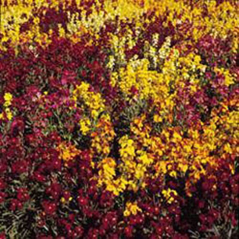 Wallflower Persian Carpet Mixed by Kings Seeds