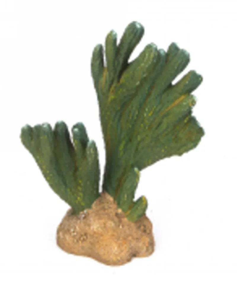 Cactus 3 Size 136.513