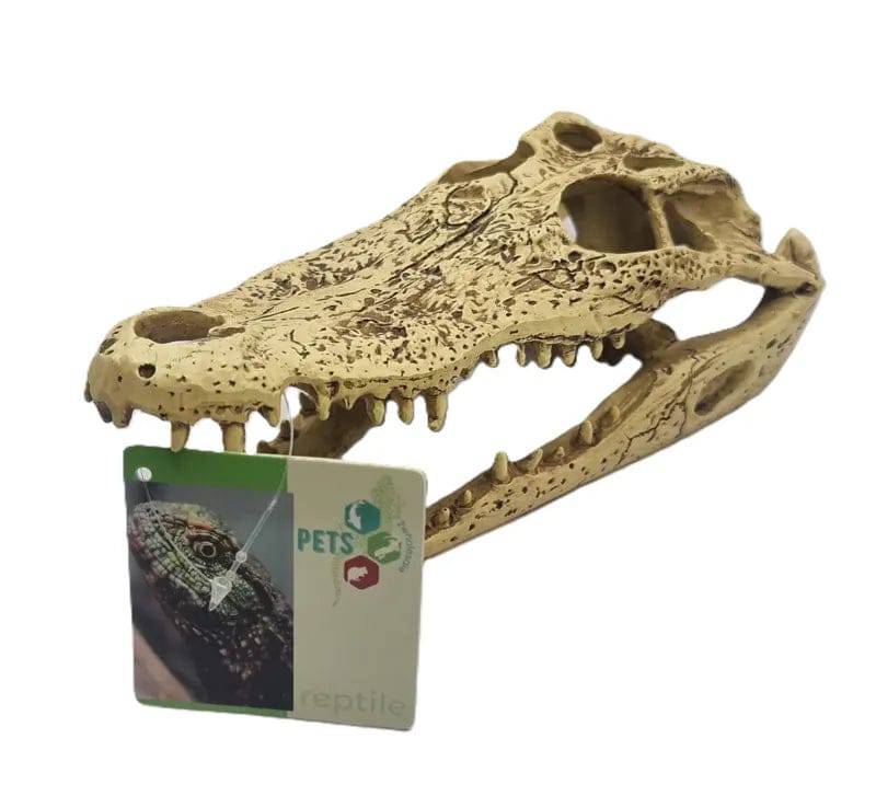 Crocodile Skull Size 2411.59