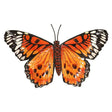 Metal Orange Wall Art Medium Butterfly by Primus Primus