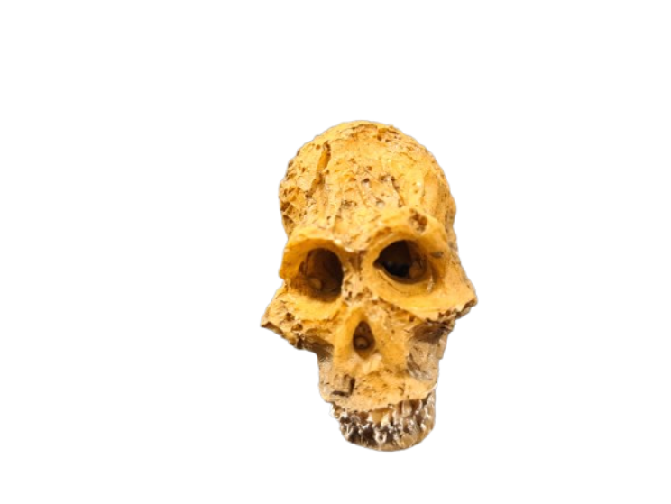 Man Skull Reptile Décor