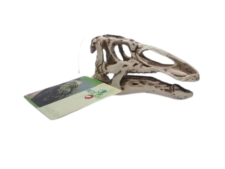 Reptile Skull Resin Ornament Size 10x3.5x5.8cm Pets 2 Wholesale