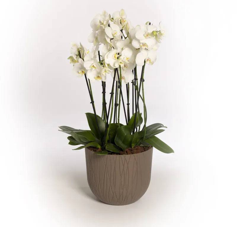 Natura Mood Pot Latte 40cm