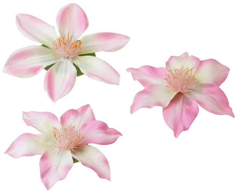 Velda Clematis Pink 10/13cm