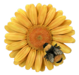 Hanging Yellow Daisy With Bee By Vivid Arts Vivid Arts